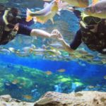 Aquário de Bonito: Um Mundo Subaquático de Beleza Incomparável