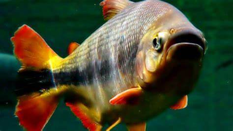 Conheça as Piraputangas, o Peixe Símbolo de Bonito - MS