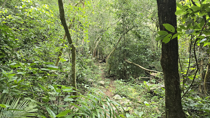 Floresta Parque Nacional da Serra da Bodoquena