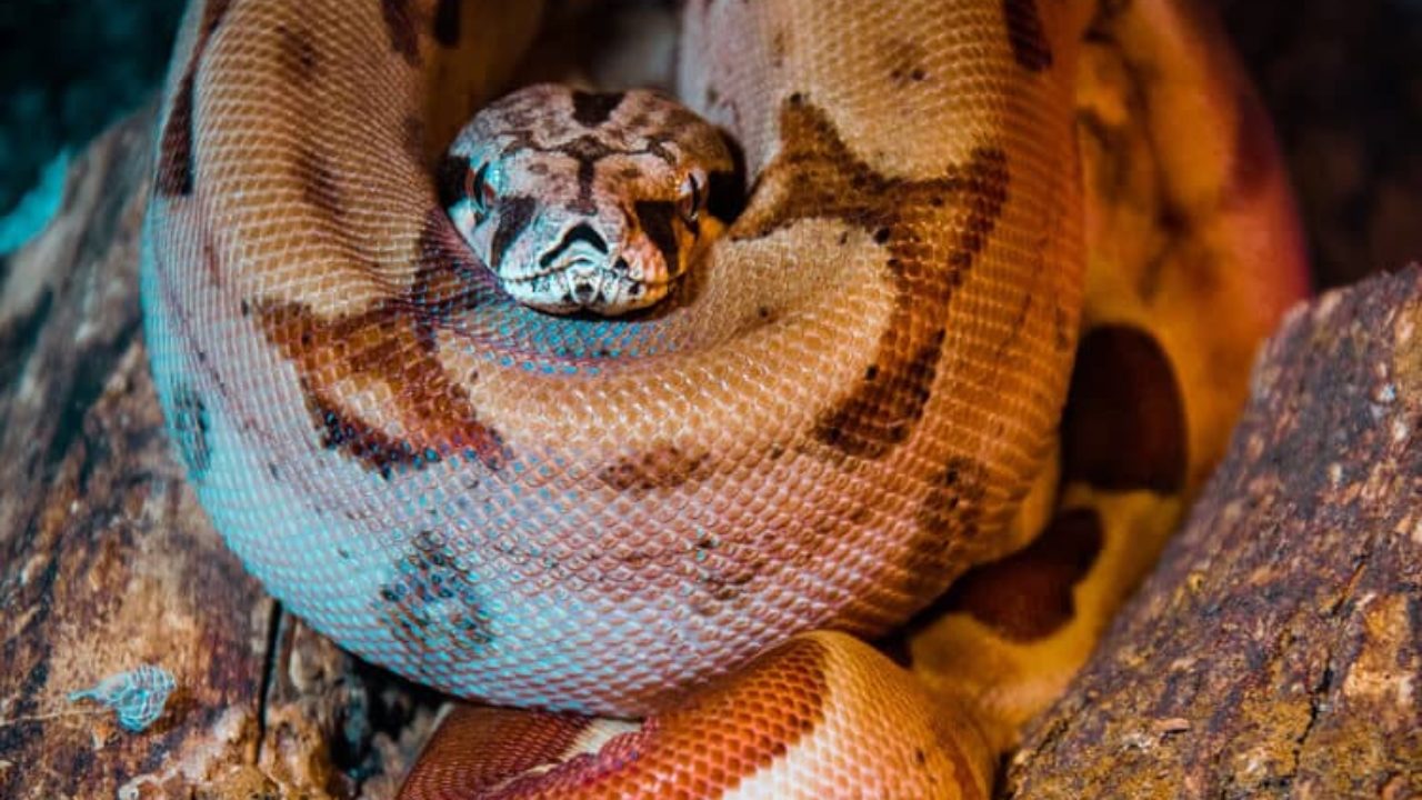 Tem muita cobra em Bonito/MS? Descubra a verdade sobre as serpentes no paraíso do ecoturismo