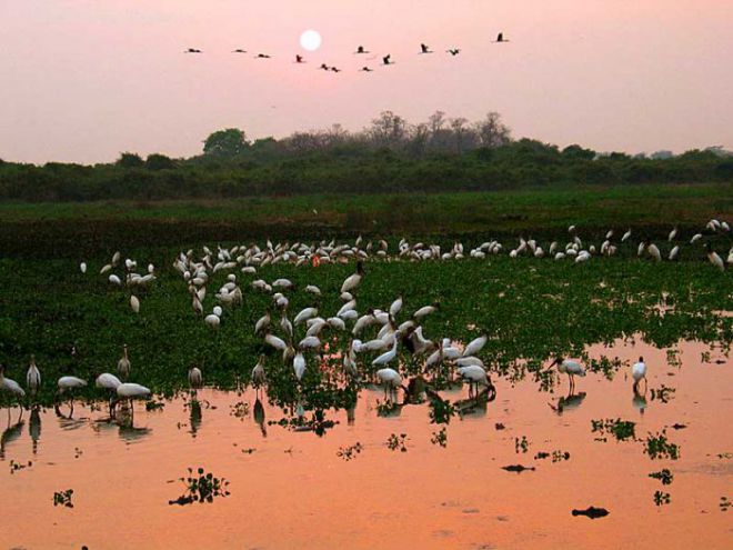 Pantanal MS