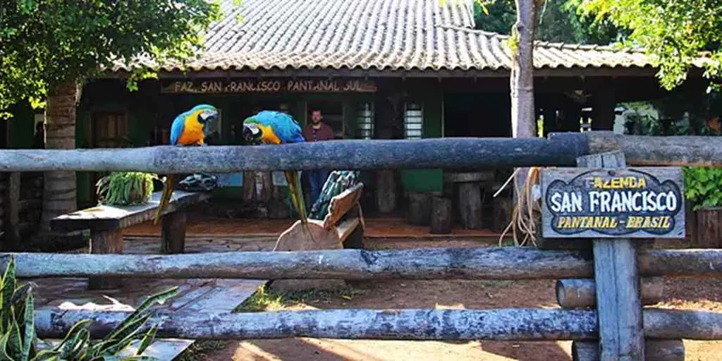 Capivara - Picture of Pousada e Camping Santa Clara, Corumba