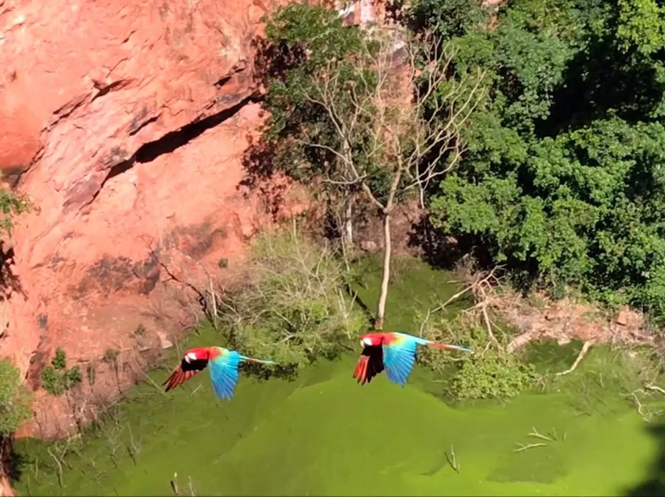Qual a melhor época e horário para visitar o Buraco das Araras
