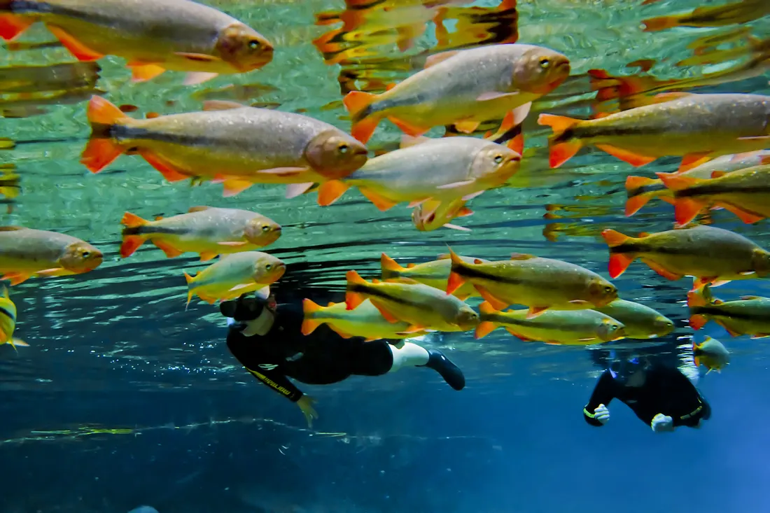 Bonito