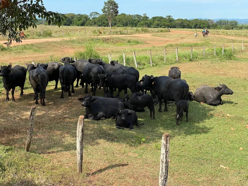 Mato Grosso Pantanal
