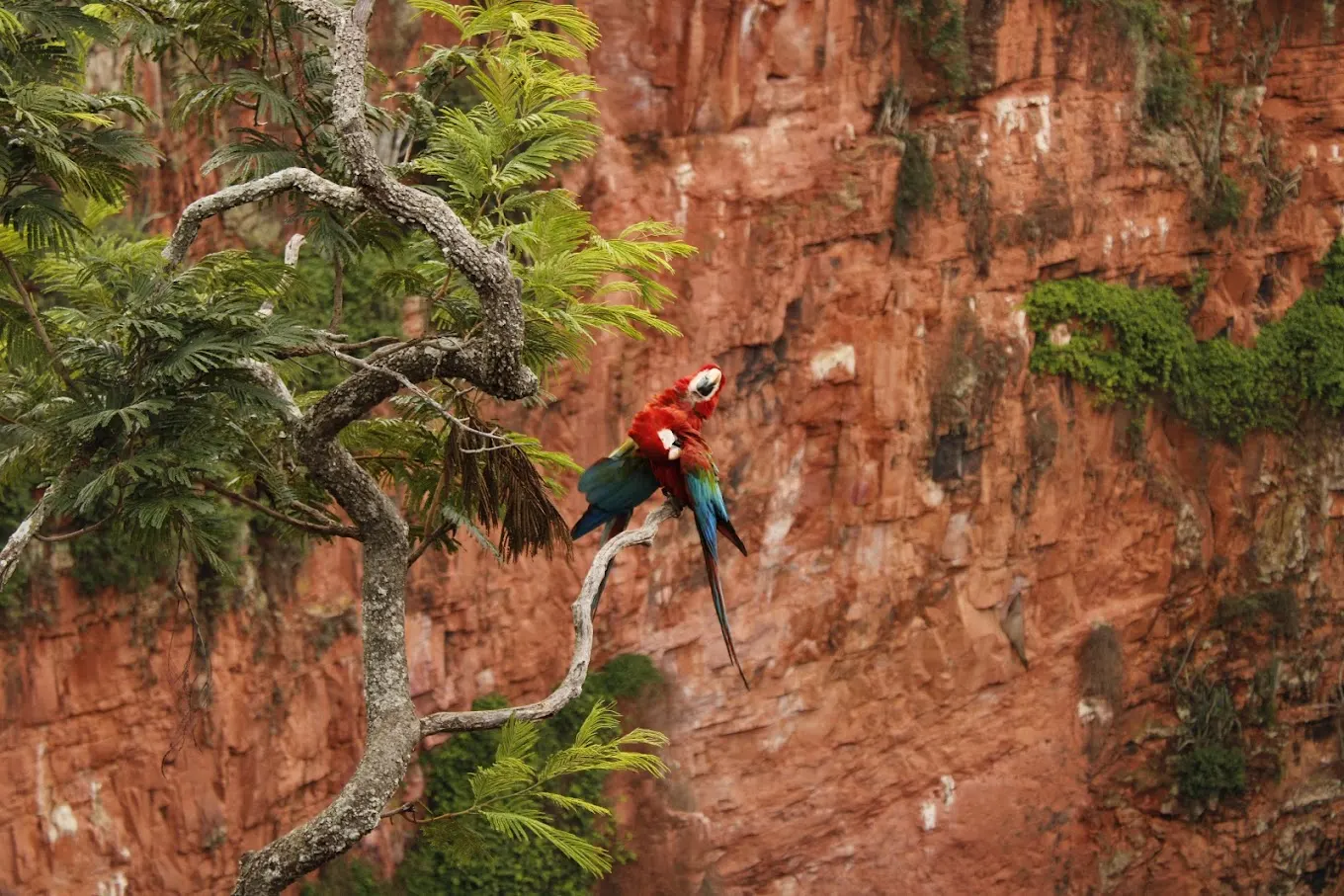 experiência única com pássaros no camping em Bandoquena