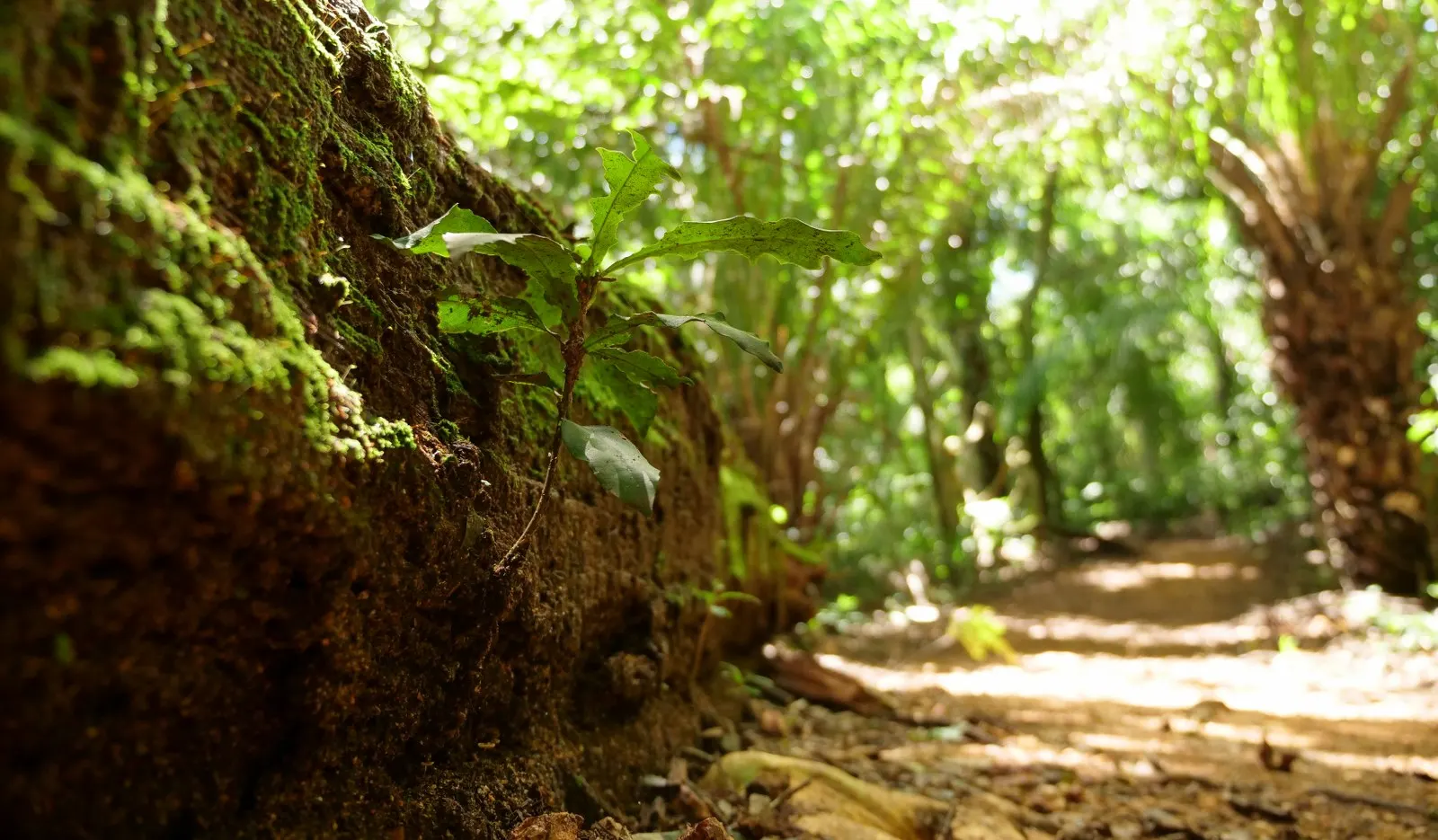 trilha ecológica boca da onça