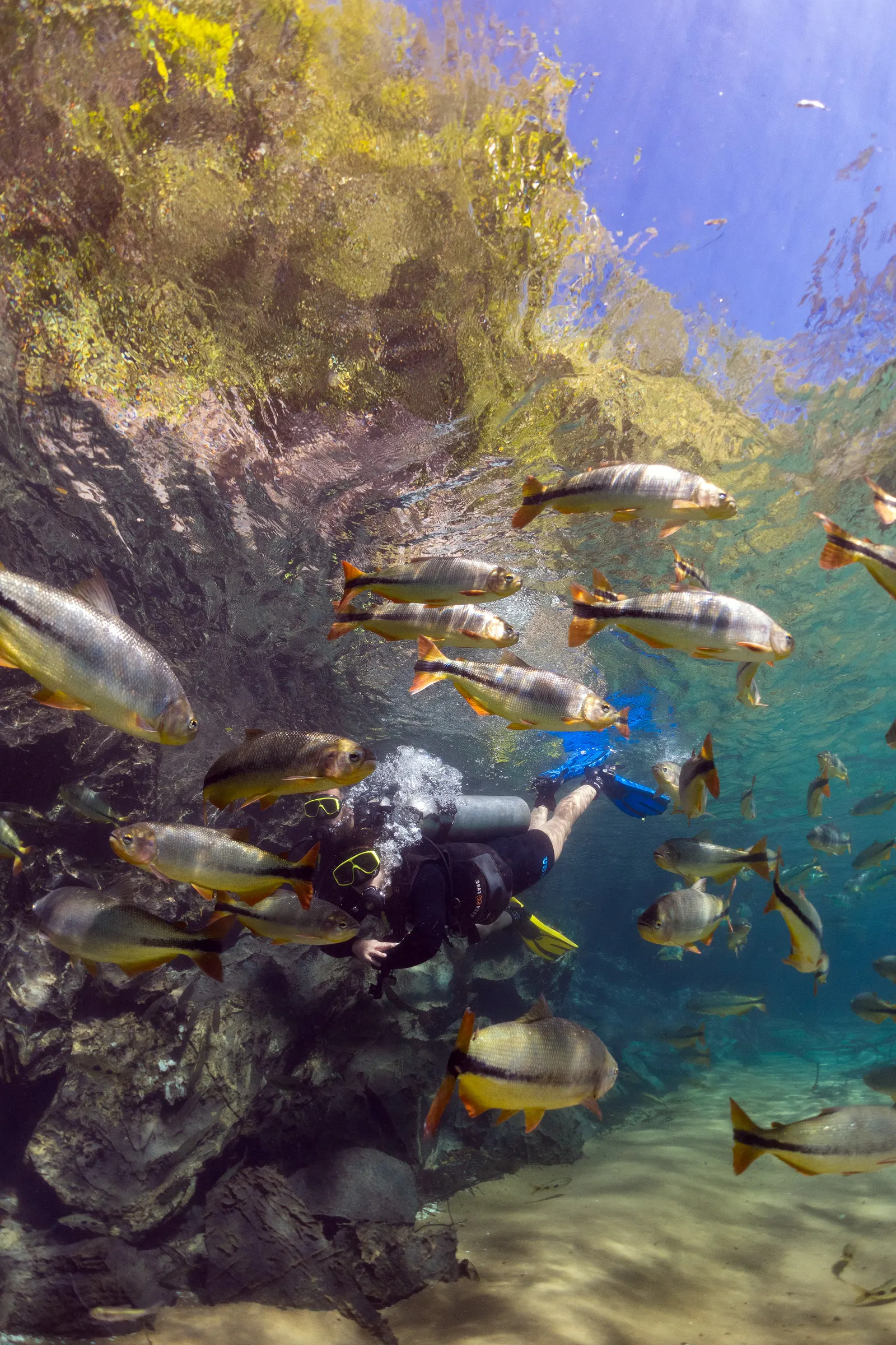 Mergulho Rio da Prata Bonito MS