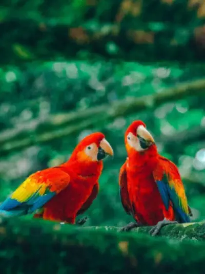 Qual o Melhor Mês para Visitar o Pantanal?