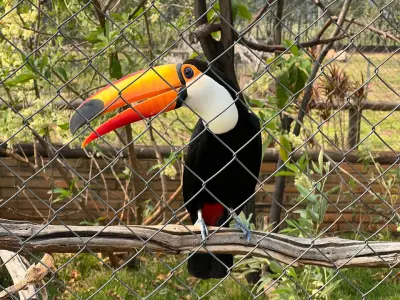 Pássaros Exóticos de Bonito