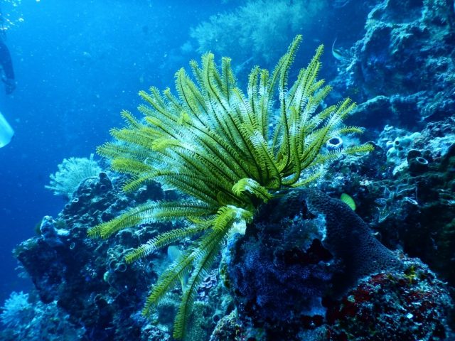 Flutuacao em Bonito MS Conheca O Recanto Ecologico Rio da Prata e1604688796396