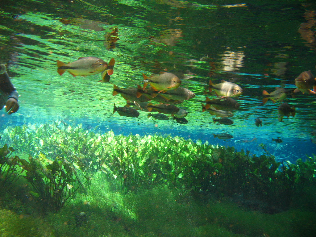 Bonito MS