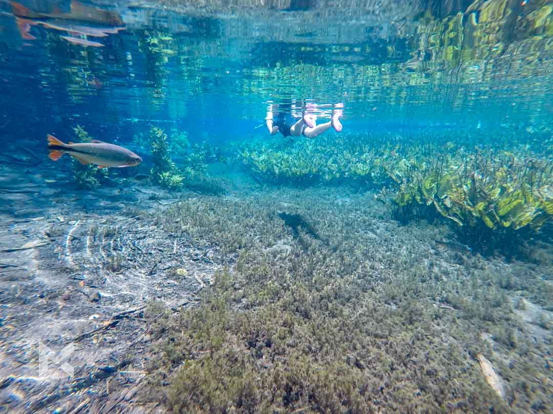 Bonito